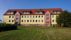 Studio - Lachmoewe in Peenemünde